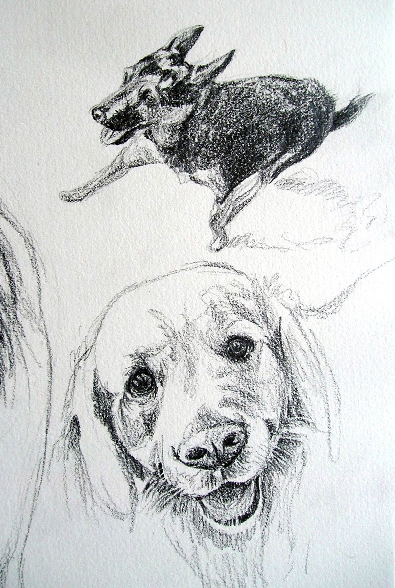 a detail from a pencil drawing of my dog Eni and his best friend Lucca