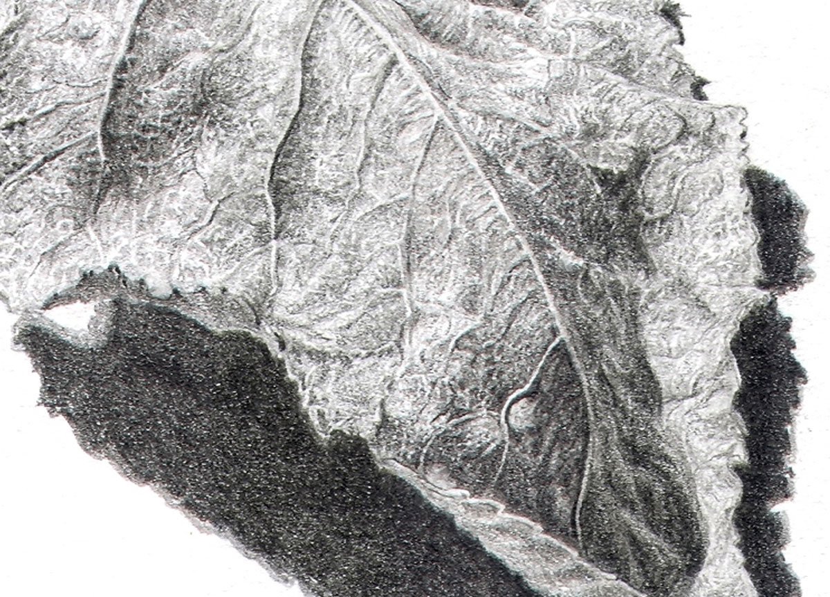 detail of previous drawing