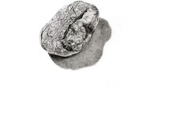 pencil drawing of lined pebble