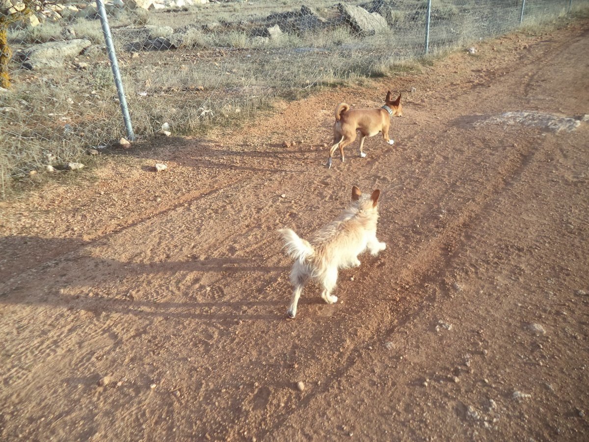 doggies running