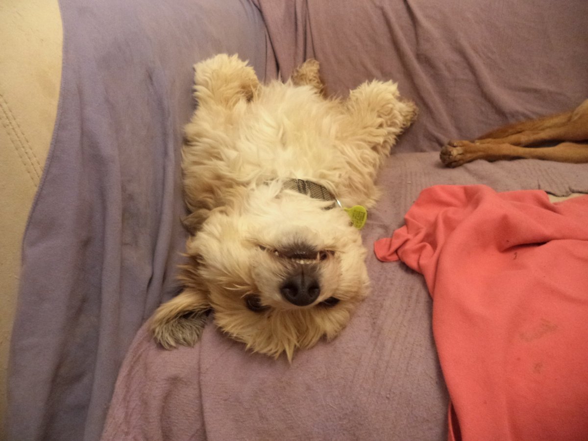The lovely Bobby, lying upside down on the sofa, with a fabulously doggie expression on his face
